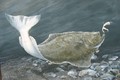 Alaskan Artist Bruce Nelson